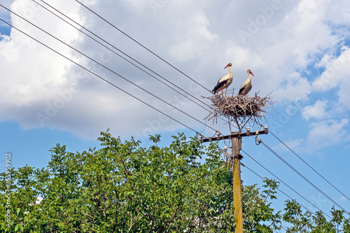 Storks on an electric pole