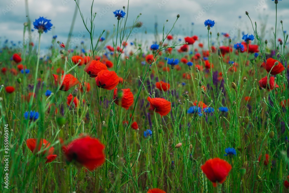 Obraz premium Piękna polana z polnymi kwiatami