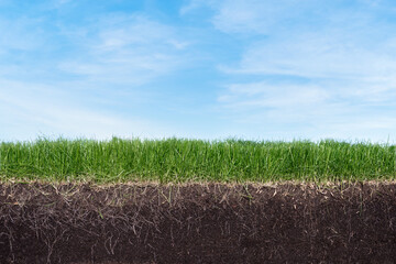Green section of a grass with the soil and roots under blue sky