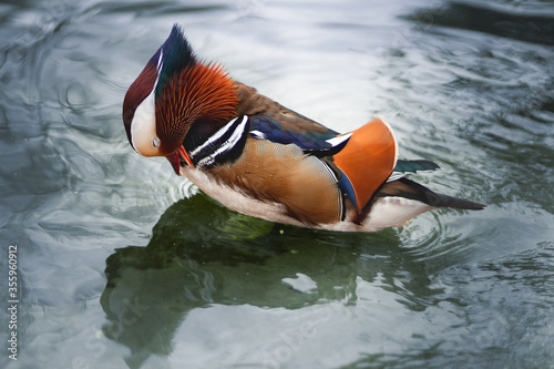 Wallpaper Mural Mandarin duck on water Torontodigital.ca