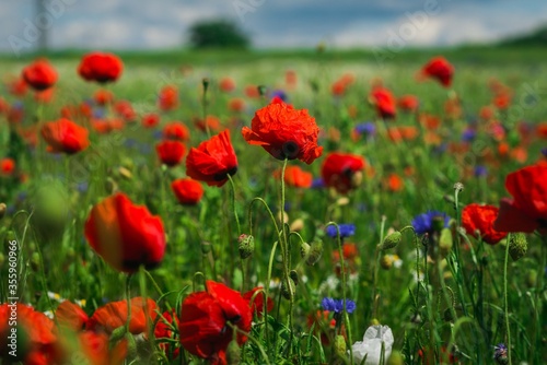 Piękna polana z polnymi kwiatami © Marek