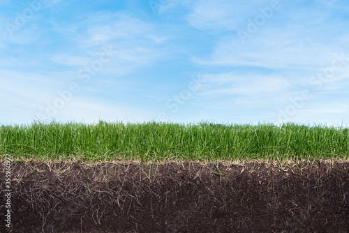 Fototapeta Naklejka Na Ścianę i Meble -  Green section of a grass with the soil and roots under blue sky
