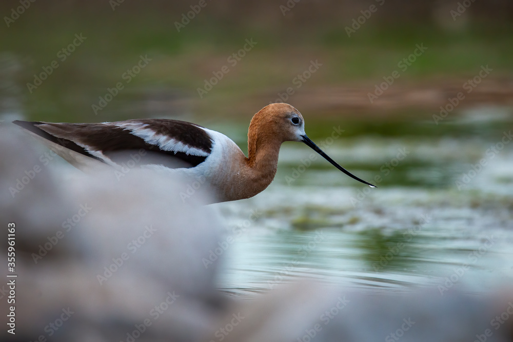 Obraz premium American avocet 
