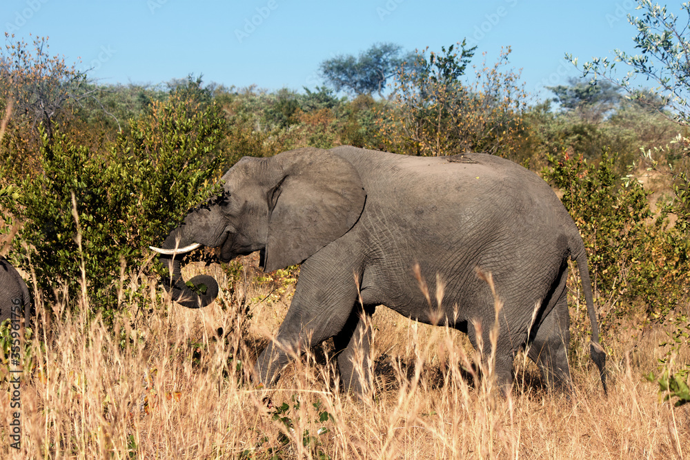 African elephant in the bush, on a safari