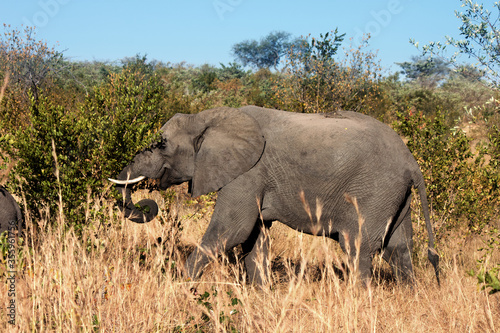 African elephant in the bush  on a safari