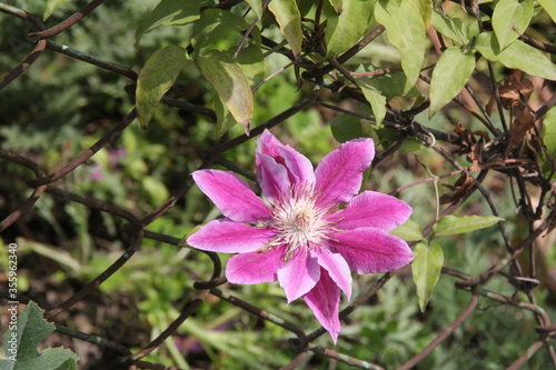 klematis on the fence, pink flower