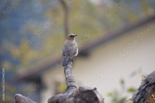 Indian Robin Saxicoloides fulicata  photo