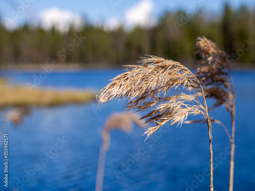 Little grass close-up over a calm lake. Beautiful nature background.