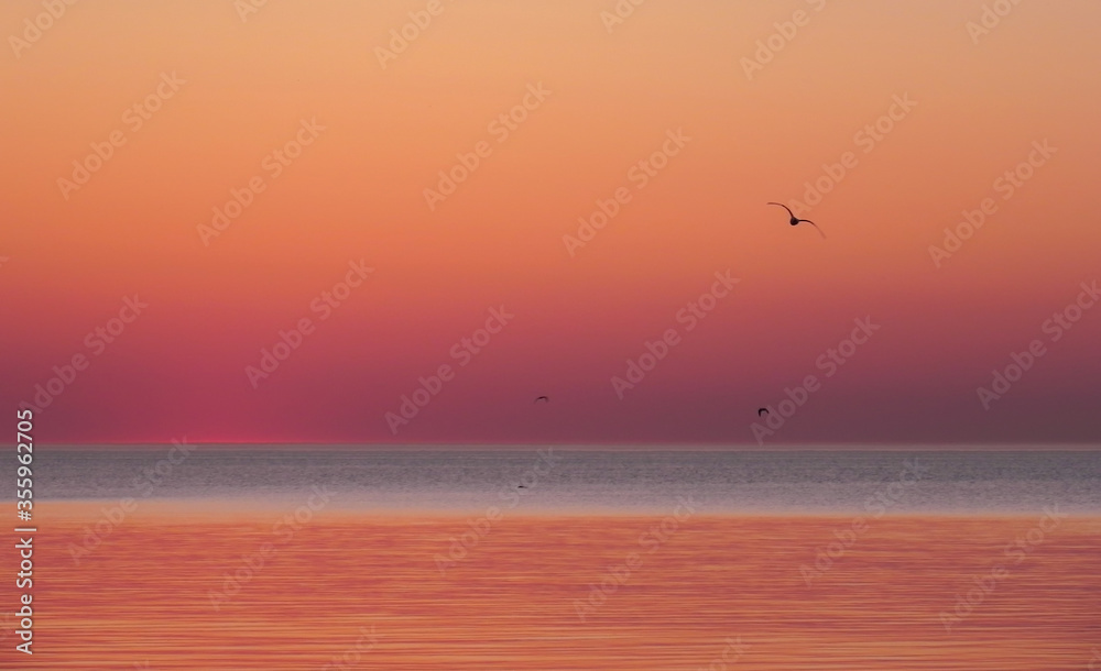 Early morning sunrise over the sea and a birds