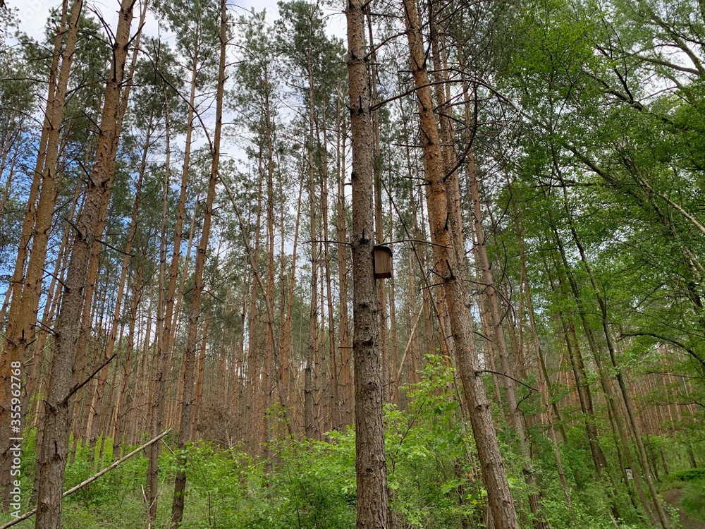 Fototapeta premium Wald mit hohen Bäumen und einem Vögelhäusschen