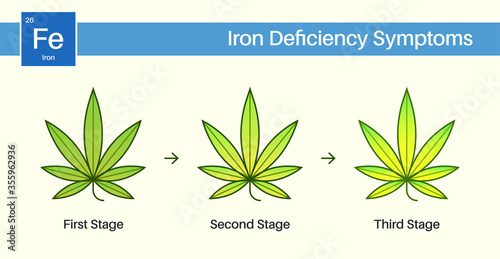Medical Cannabis Growing Problems and Plant Pot Leaves Disease, Deficiency, Abundance, Excess. Three 3 Stages.