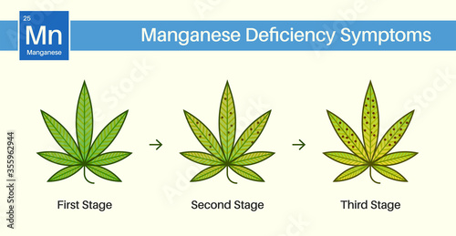 Medical Cannabis Growing Problems and Plant Pot Leaves Disease, Deficiency, Abundance, Excess. Three 3 Stages.
