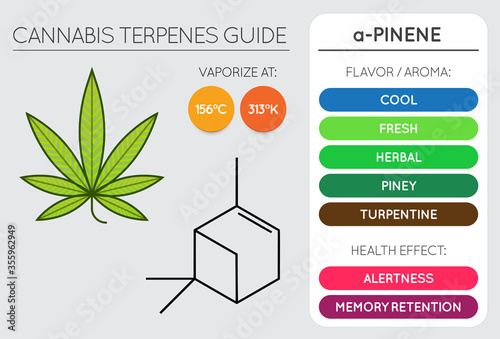 Cannabis Terpene Guide Information Chart. Aroma and Flavor with Health Benefits and Vaporize Temperature. Vector.