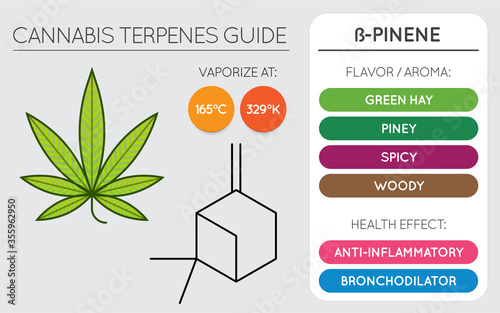 Cannabis Terpene Guide Information Chart. Aroma and Flavor with Health Benefits and Vaporize Temperature. Vector.