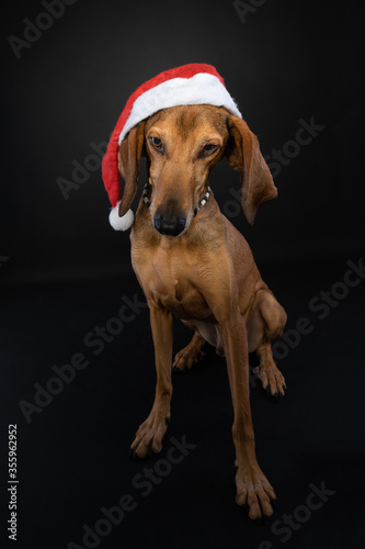 Cute full body christmas studio portrait of a brown Segugio Italiano dog wearing a red santa hat on a black background.