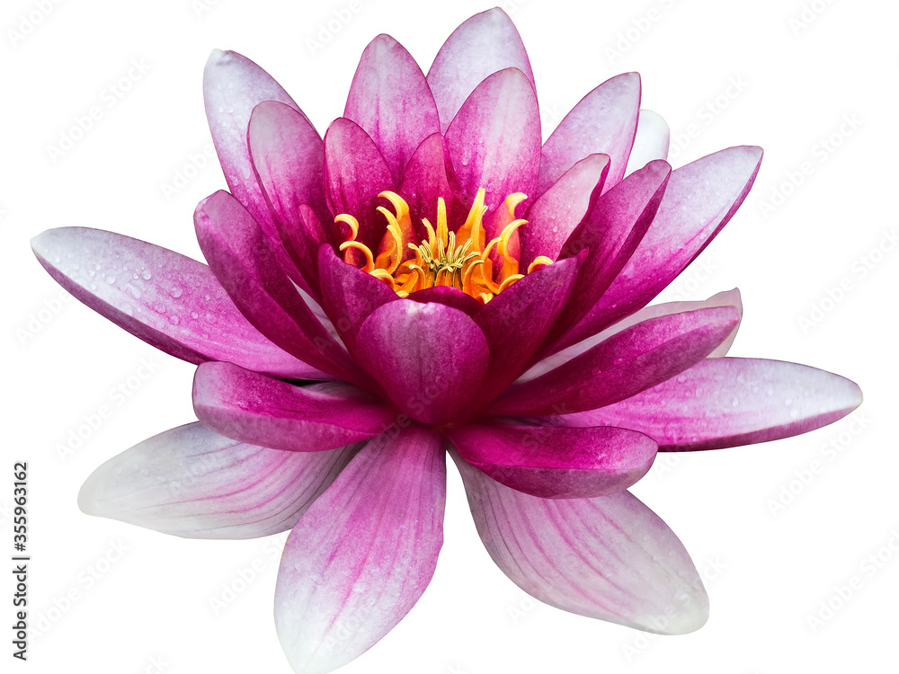 Water lily isolated on white background, with clipping path Water lily isolated on white background, with clipping path