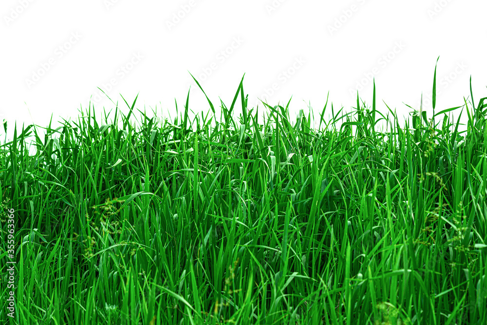 green grass isolated on white green grass isolated on white