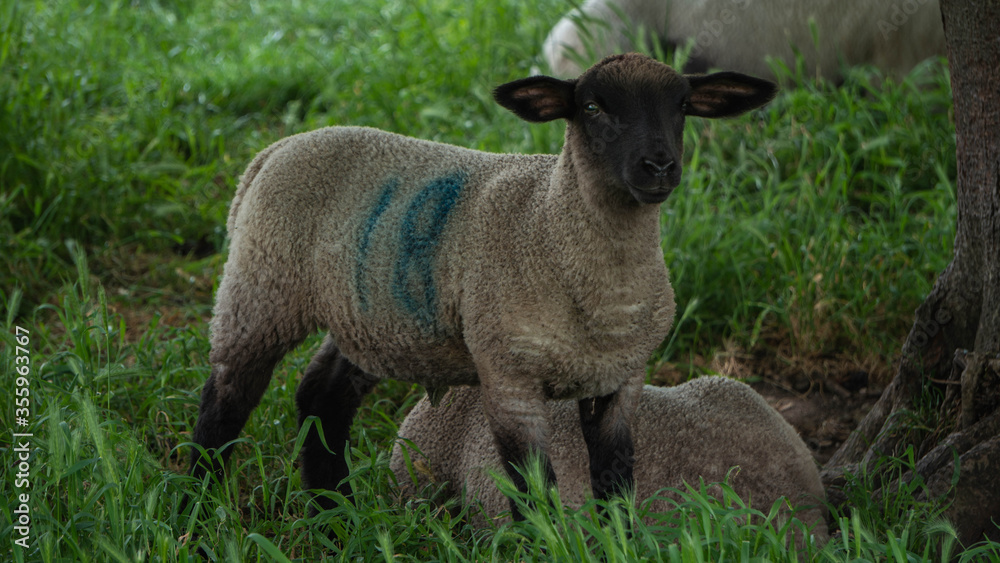 A young lamb or sheep taking shelter under a tree. Young sheep looking directly at the camera. A young lamb or sheep taking shelter under a tree. Young sheep looking directly at the camera.