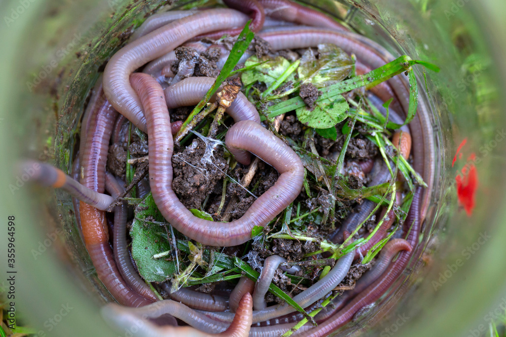 Fototapeta premium Useful Earthworm in the Nature