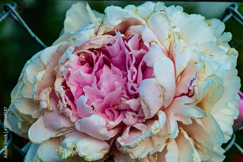 Fototapeta Naklejka Na Ścianę i Meble -  Rose flower