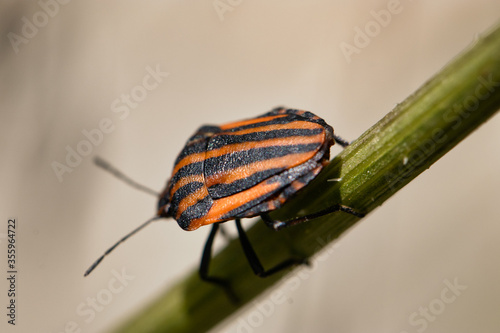 Bilde på lerret Macro shot of a beetle moving down a blade of grass before cleaning its palps after eating