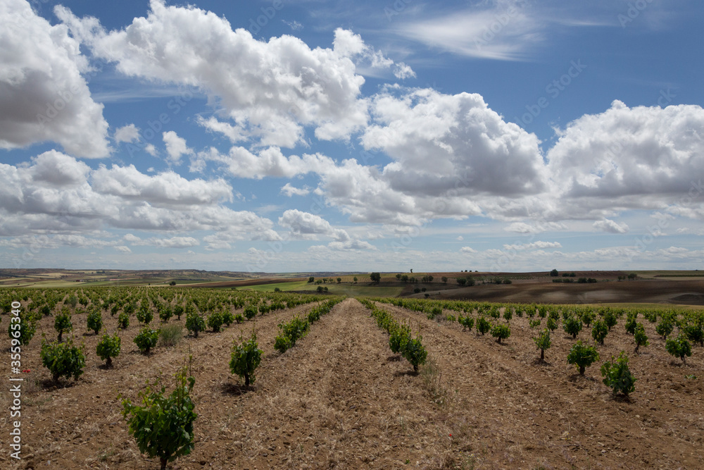 Photography of a Spanish vineyard in summer