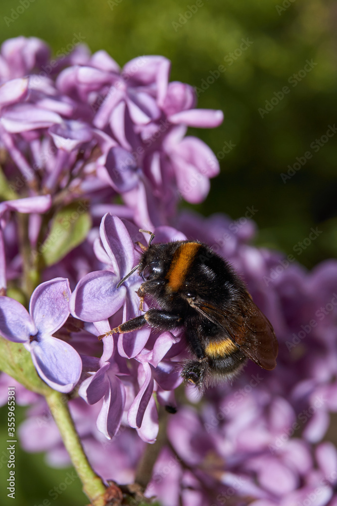 Summer. A bumblebee collects nectar and pollen from the flowers of a lilac bush (lat. Syringa). Summer. A bumblebee collects nectar and pollen from the flowers of a lilac bush (lat. Syringa).