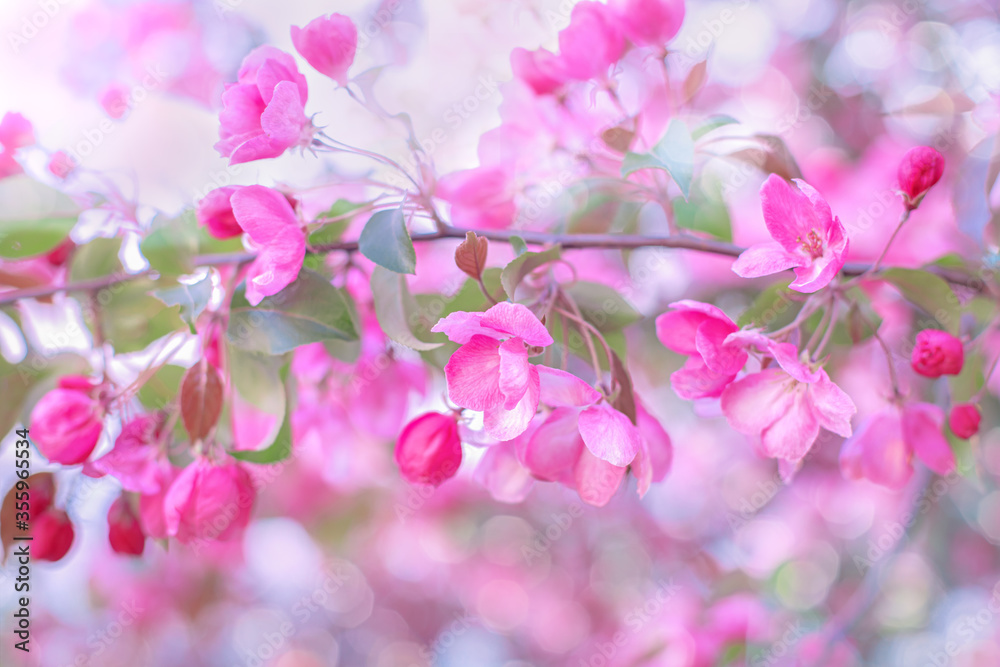 fruit tree in bloom, a branch of apple or cherry in spring, beautiful pink flowers on a tree