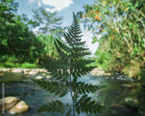 Costa rican river at san carlos