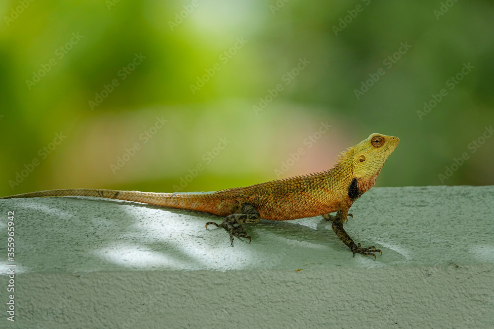 MACRO: Small exotic lizard lifts its head up and observes its surroundings. MACRO: Small exotic lizard lifts its head up and observes its surroundings.