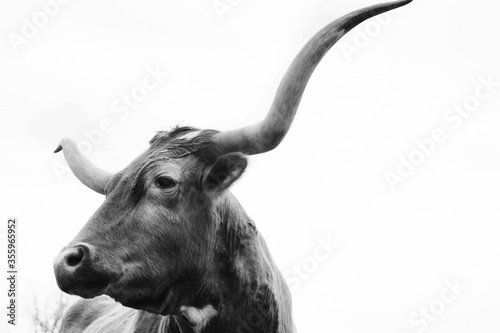 Texas longhorn cow with large horns, isolated on white background with copy space. photo