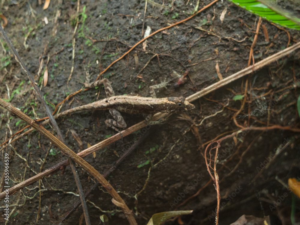 Lizard trying to scape Lizard trying to scape