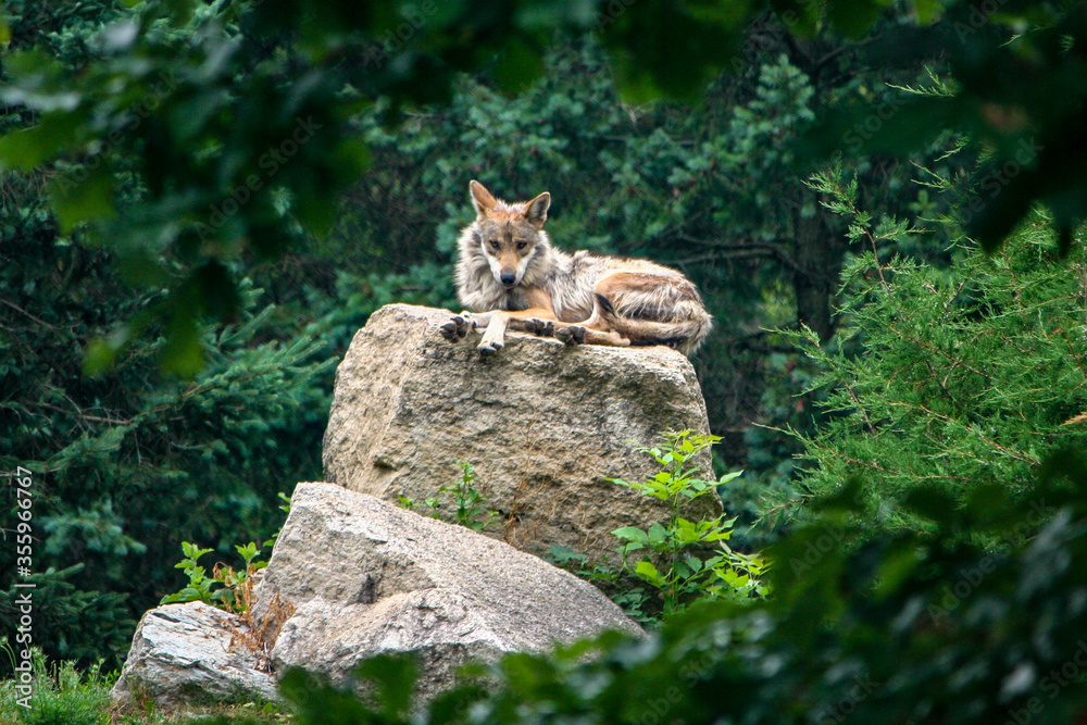 wolf relaxing