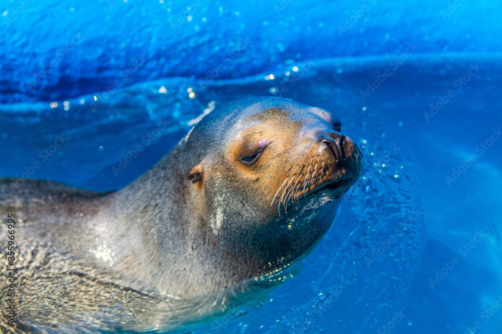 Fototapeta premium sea lion in the water