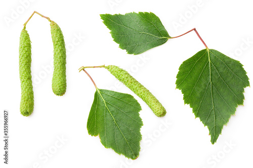 Wallpaper Mural green birch leaves and bud isolated on white background. Top view. Torontodigital.ca