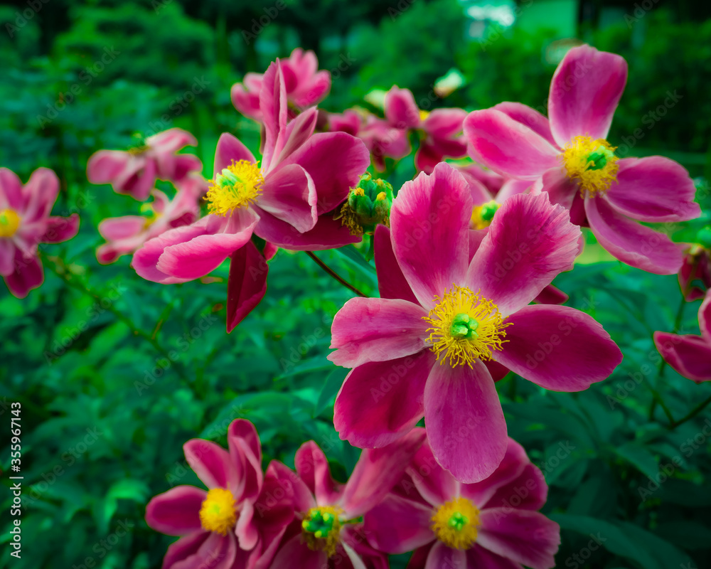 pink and yellow flowers pink and yellow flowers