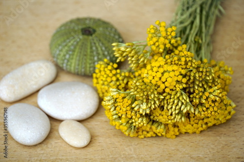 Immortelle in the bouquet. Fresh immortelle with pebbles and sea urchin shell