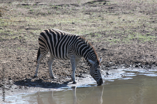 one zebra drinking by the watering hole