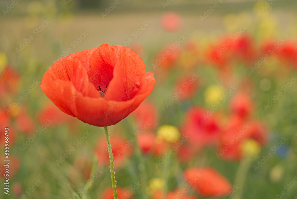 Fototapeta premium Red poppy on a background of meadow