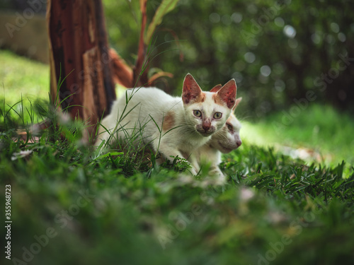 Mały kot z matką. © Tomasz
