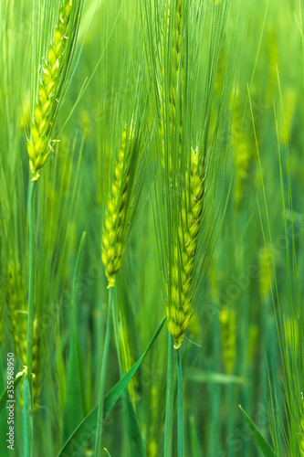 Background young green barley with long spikelets growing summer on agricultural field