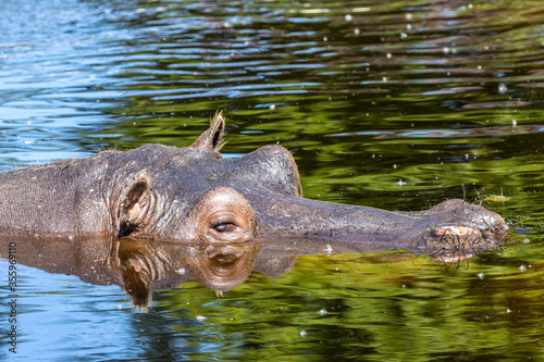 Hippopotamus' head in water closeup