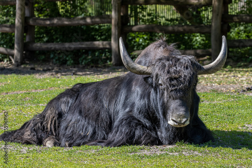 Wild yak resting in the sun