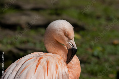 Chilean flamingo portrait in the sun