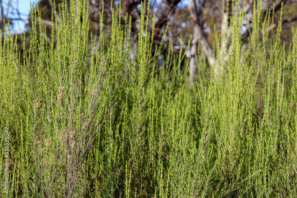 natural environment of the you yangs natural environment of the you yangs