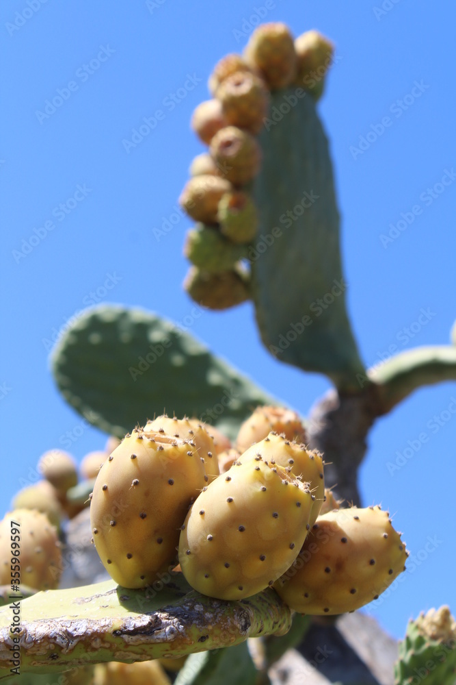 Fichi d'india sulla costa del Mar Mediterraneo Fichi d'india sulla costa del Mar Mediterraneo