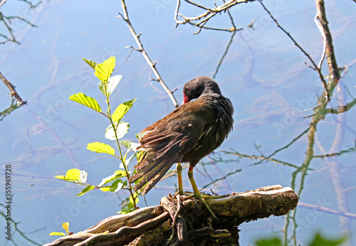 gallinella d'acqua (Gallinula chloropus)