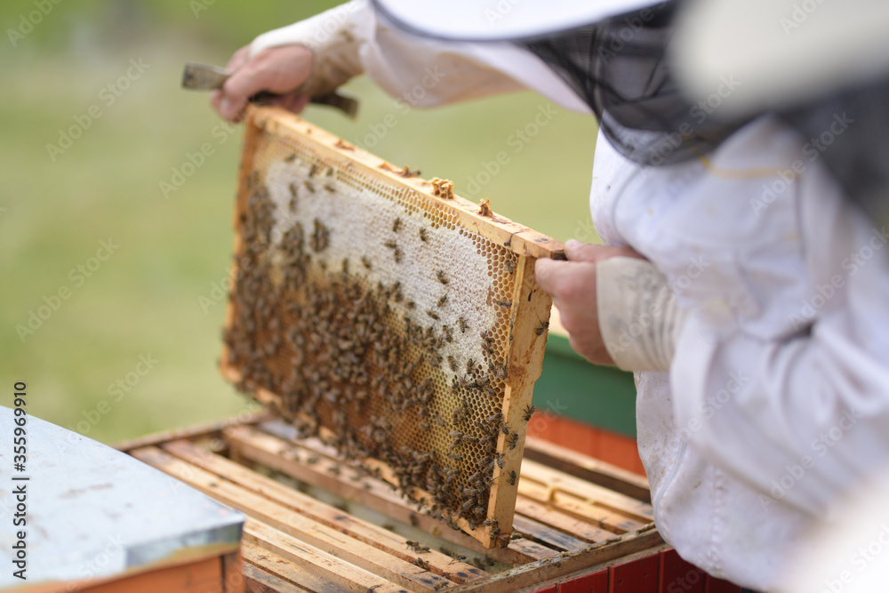 Beekeeper working collect honey. Beekeeping concept. Beekeeper working collect honey. Beekeeping concept.