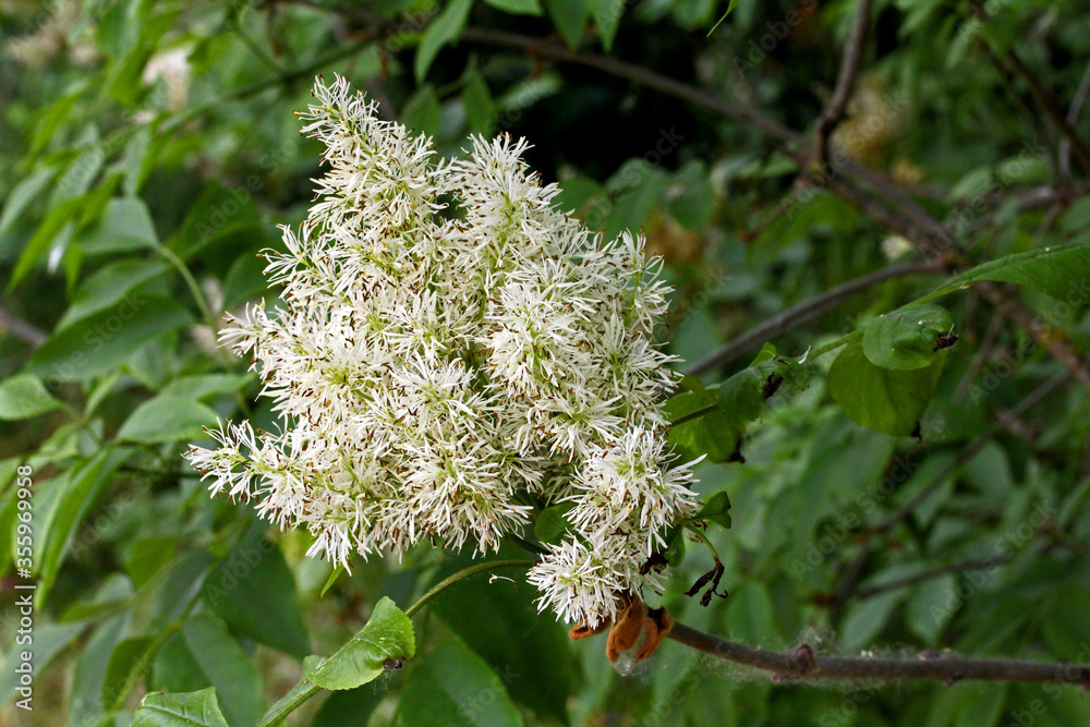 infiorescenza di frassino, orniello (Fraxinus ornus) infiorescenza di frassino, orniello (Fraxinus ornus)