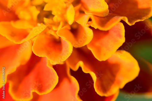 French marigold  Tagetes patula 